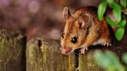 Science News | Study Discovers New Method That Lowers Crop Damage from Mice, During Plague