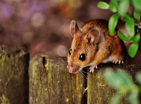 Science News | Study Discovers New Method That Lowers Crop Damage from Mice, During Plague