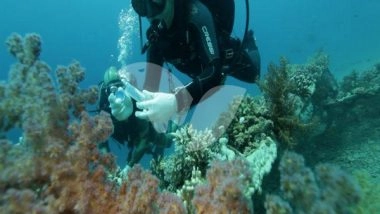 World News | Epidemic Endangers Coral Reefs in Mideast, Eastern Mediterranean