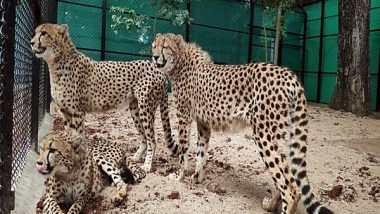 India News | National Tiger Conservation Authority Constitutes Cheetah Project Steering Committee with Dr Rajesh Gopal as Chairman