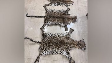 Odisha: STF Seizes Three Leopard Skins in Rayagada, One Held