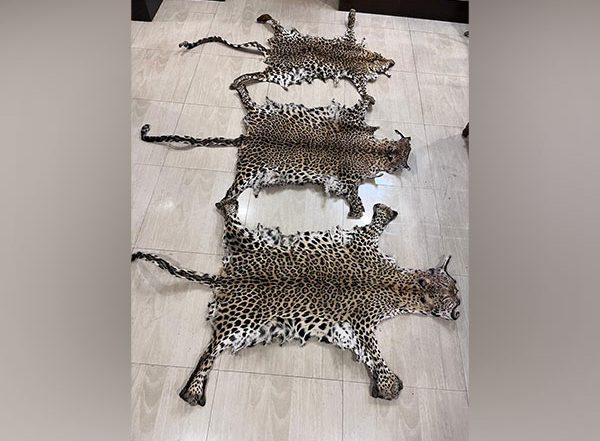 Odisha: STF Seizes Three Leopard Skins in Rayagada, One Held