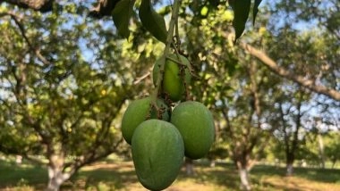 India News | MP: Bhopali 'Dahiyar' Mango Has Huge Demand Abroad, Says Fruit Research Centre Scientist