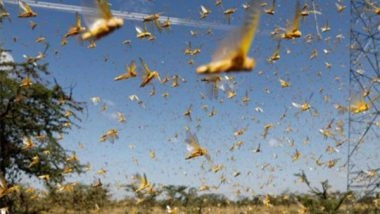 World News | Locust Invasion Causes Huge Losses to Farmers in Afghanistan's Northern Provinces