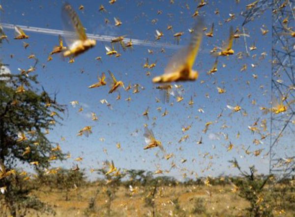 World News | Locust Invasion Causes Huge Losses to Farmers in Afghanistan's Northern Provinces