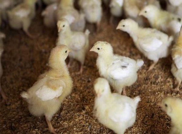 World News | Bhutan: Former Tour Guide Embarks on Journey of Passion, Ventures into Poultry Farming