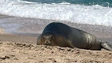 World News | Julia, Israel's Celebrity Seal, Spotted on Restricted Military Site