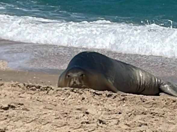 World News | Julia, Israel's Celebrity Seal, Spotted on Restricted Military Site - Vimarsana News