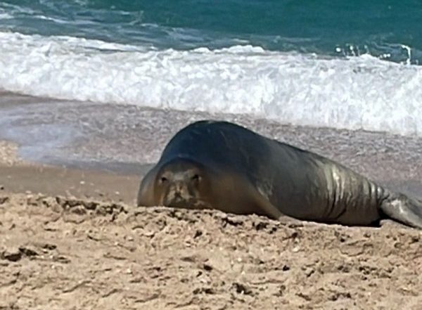 World News | Julia, Israel's Celebrity Seal, Spotted on Restricted Military Site