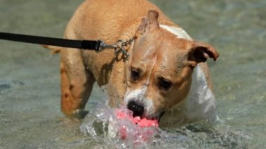 India News | Pit Bull Attacks 9-year-old Girl Child in UP's Meerut