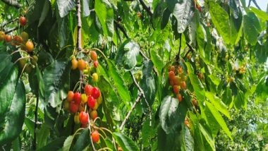 India News | Kashmir's Cherry Harvest: A Blossoming Mid-year Economic Relief
