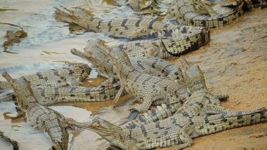 India News | Odisha: Gharial Hatchlings Spotted for Third Consecutive Year