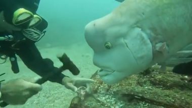 Video of Bizarre Human-Faced Fish 'Asian Sheepshead Wrasse' With Huge Forehead and Scuba Diver Hiroyuki Arakawa in Japan Is Going Viral, Know the Interesting Backstory