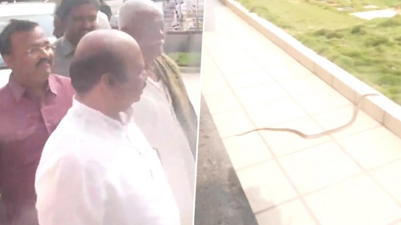 Snake Found in BJP Office in Karnataka: Snake Seen Slithering Away at BJP Office in Shiggaon When CM Basavaraj Bommai Arrives, Captured Later (Watch Video)