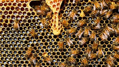 Bee Attack in Madhya Pradesh: Scared of Swarm of Bees, Man Jumps From Third Floor of Hospital in Khandwa, Dies Hours After Becoming Father
