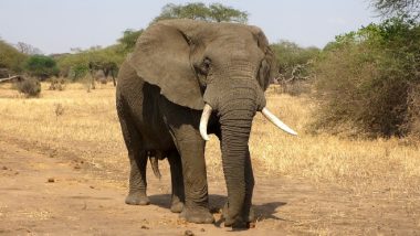 Tamil Nadu Forest Department Gears Up To Capture Elephant ‘Arikomban’ Near Cumbum in Theni