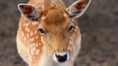 Stray Dogs Kill Deer in Thane: Deer Mauled to Death by Street Dogs Near Pond at Kutal Baragaon Village