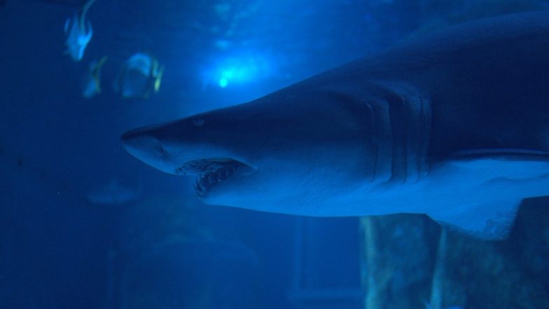 US: Marine Authorities Detect Four Great White Sharks Swimming in Waters Off New York and New Jersey