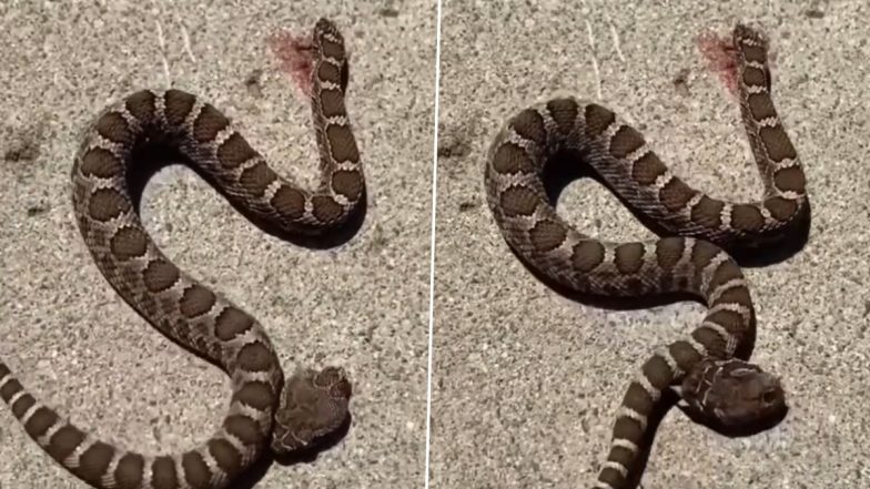 Headless Snake Attack Video: Serpent With Its Head Severed Bites Its Own Body, Horrifying Clip Goes Viral