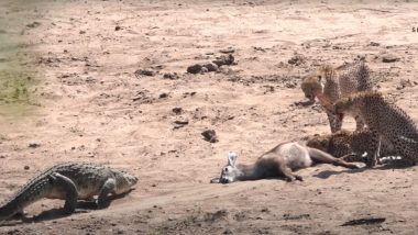Crocodile vs Cheetah Viral Video: Crocodiles Scare Away Hungry Cheetahs, Feast on Their Prey