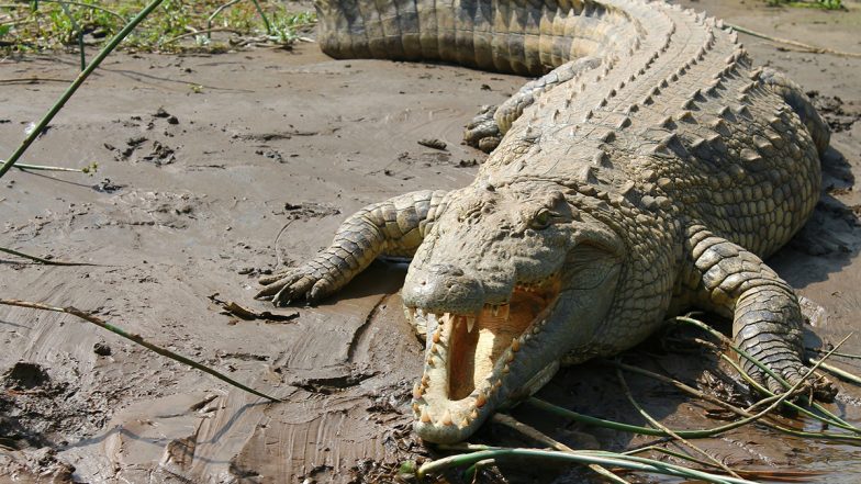 Crocodile Attack in Rajasthan: Elderly Man Attacked, Dragged by Alligator Into Chambal River in Dholpur, Locals Jump Into Water to Rescue Him