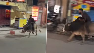 'Kailash Pati Nath Ki Jai Ho': Man Rides Bull on Streets of Uttarakhand's Rishikesh, Video Goes Viral