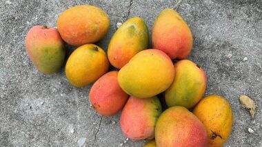 Are Your Mangoes Artificially Ripened Using Calcium Carbide, a Carcinogen? Here Are Quick and Easy Ways To Identify if This Delicious Fruit Is Toxin-Free