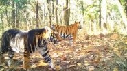 Odisha: Royal Bengal Tiger of Rare Melanistic Found Dead in Similipal Tiger Reserve