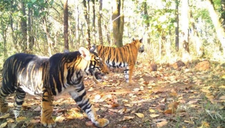 Rare Melanistic Tiger Found Dead at Similipal National Park in Odisha ...
