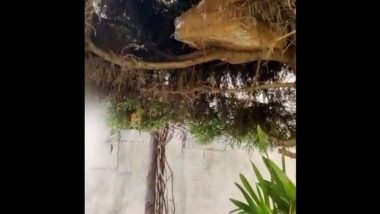 Income Tax Department Seized Rs 1 Crore Cash Hidden in Tree Located in Congress Leader Ashok Kumar Rai’s Brother’s Home Ahead of Karnataka Elections (Watch Video)