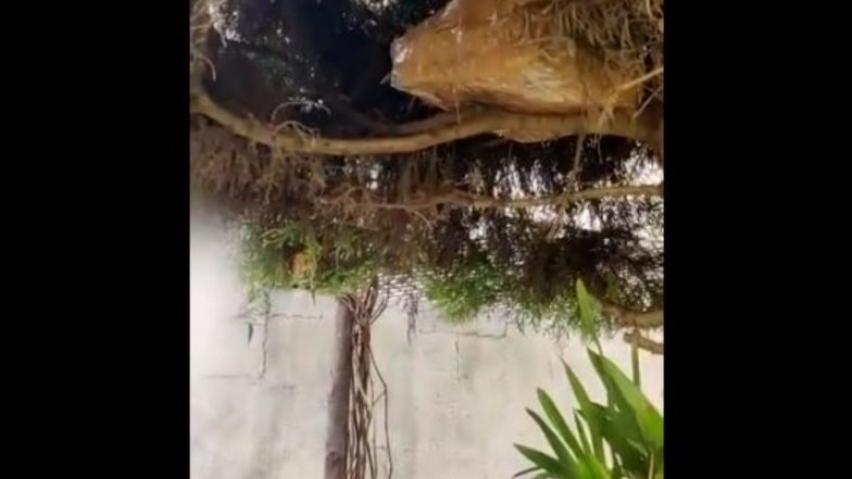Income Tax Department Seized Rs 1 Crore Cash Hidden in Tree Located in Congress Leader Ashok Kumar Rai’s Brother’s Home Ahead of Karnataka Elections (Watch Video)