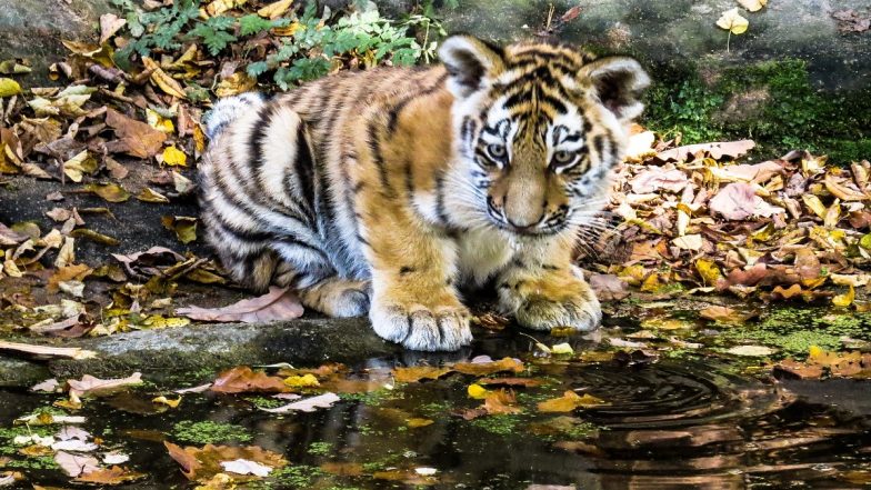 Tiger Cubs Spotted Near School in Bhopal, Forest Department Asks Citizens to Avoid Morning and Evening Walks (Watch Video)