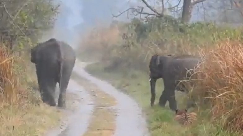 Tiger Hides Itself in Bushes on Seeing Herd of Elephants, Lets Jumbos Pass Without Creating Any Trouble (Watch Video)