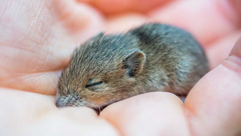 Glue-Traps Banned in West Bengal: On PETA's Request, TMC Government Prohibits Manufacturing, Sale and Use of 'Deadly' Glue-Trap to Eliminate Rodents and Other Small Animals