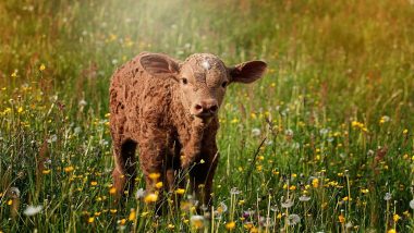 First Gene-Edited Calf May Help Limit Antibiotic Usage in Cattle