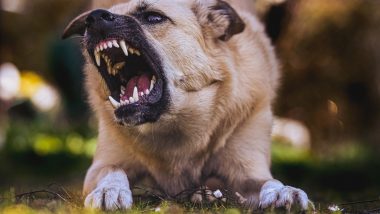Dog Attack in Kerala: Two Incidents of Stray Dog Attacks Against Children in Kannur and Kollam