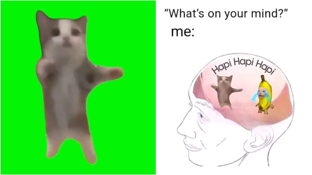 Happy Happy Happy Cat Meme Song: Here's Everything You Need To