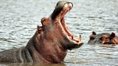 Hippo Attack in Tamil Nadu: Vandalur Zoo Worker Falls in Enclosure During Maintainance, Gets Attacked by Hippopotamus