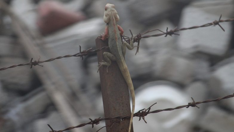 Lizard Found in Mid-Day Meal: 35 School Students Fall Ill After Consuming the Meal in Bihar