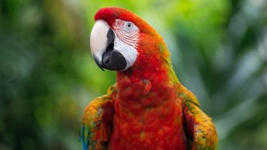 Kerala: Four Exotic Wild Birds, Including Three Macaws and One Cockatoo, Rescued From Great Bombay Circus Sent to Thiruvananthapuram Zoo