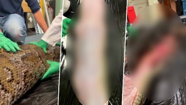 18-Foot Burmese Python Swallows 5-Foot Alligator Whole, Viral Video Shows Scientists Cutting Snake's Stomach Open To Remove Dead Gator Body (Graphic Warning)