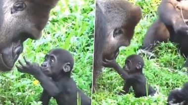 Baby Gorilla Meets Father For the First Time, Emotional Video Shared by IFS Officer Goes Viral