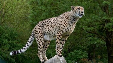 Cheetah Daksha Dies Likely During Mating! Female Cheetah Brought From South Africa to India Dies at Kuno National Park