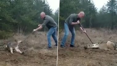 Man Rescues Wolf: Lone Man Puts His Life in Danger to Save Trapped Wolf, Tense Animal Rescue Video Goes Viral