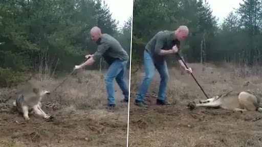 Man Rescues Wolf: Lone Man Puts His Life in Danger to Save Trapped Wolf, Tense Animal Rescue Video Goes Viral