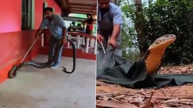 Snake Viral Video: Huge 15-Foot-Long King Cobra Gets Skillfully Rescued by Snake Catcher, Chilling Video Surfaces