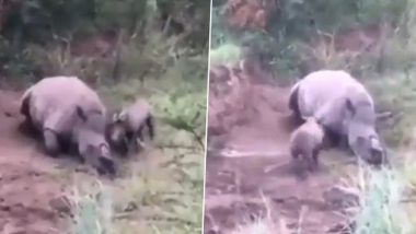 Baby Rhino Tries to Wake Its Dead Mother After Poachers Killed Her for Horn, Old Heart-Wrenching Video Goes Viral Again