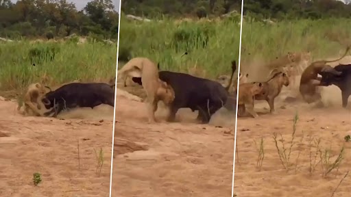 Buffalo Throws Lion in Air After Pride of Lions Troubles It, Video of Thrilling Encounter Surfaces Online