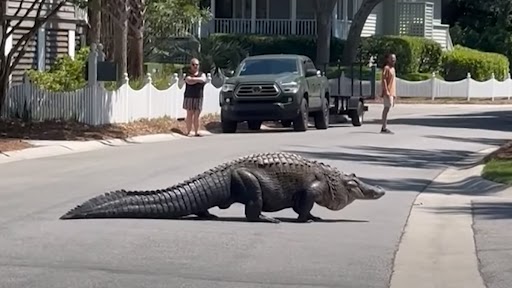 Shocking! Giant Alligator Filmed Crossing Road in Kiawah Island in South Carolina, Video Goes Viral