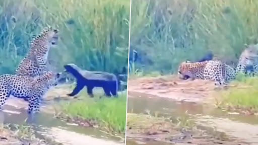 Honey Badger vs Three Leopards! Old Video of 'Most Fearless Animal' Taking On Big Cats in This Epic Battle Goes Viral Again